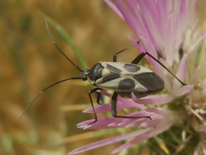 Miridae: Calocoris nemoralis f. nigropunctata nov. (Gallura)